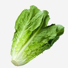 Salade Romaine